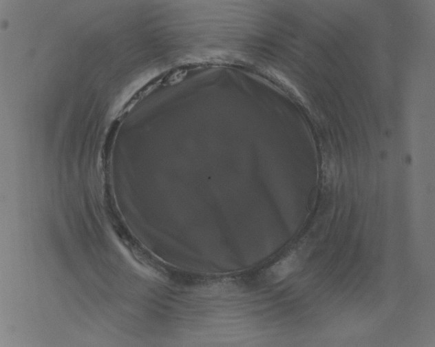 X0000077350674200611031822