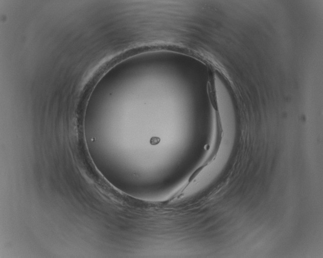 X0000077350676200611031822