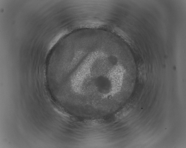 X0000077350679200611031822