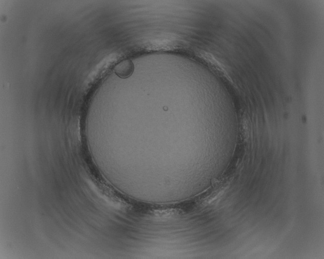 X0000077350686200611031822