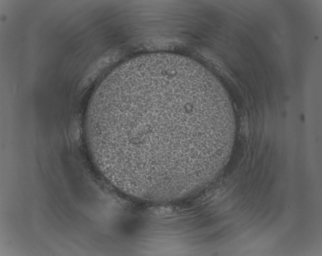 X0000077350687200611031821