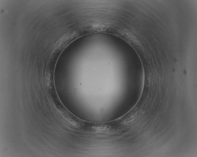 X0000077350693200611031821