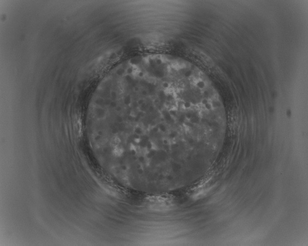 X0000077350703200611031821