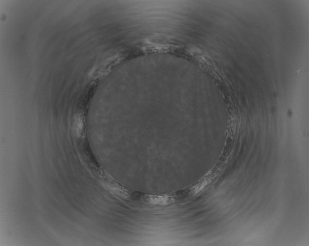 X0000077350709200611031821