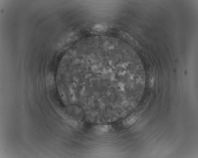 X0000077350711200611031821