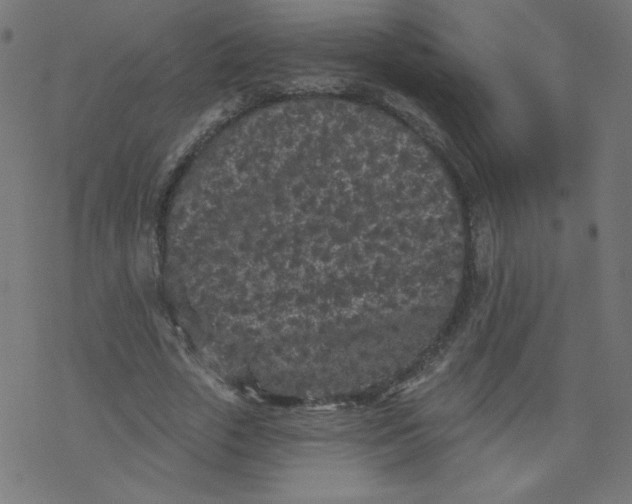 X0000077350729200611031820