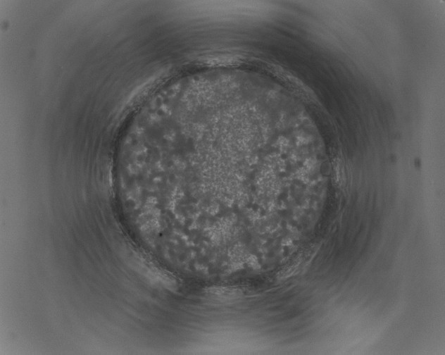 X0000077350733200611031820