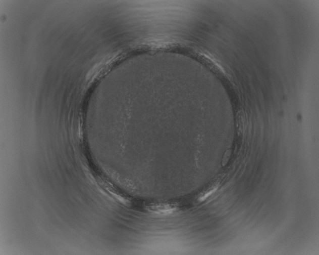 X0000077350740200611031820