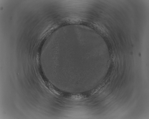 X0000077350744200611031821