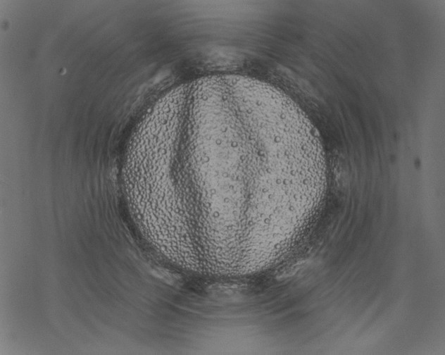 X0000077350745200611031821