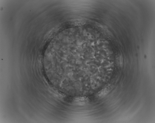 X0000077350757200611031821