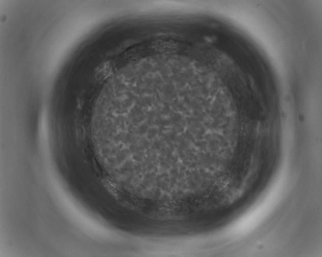 X0000077350765200611031821