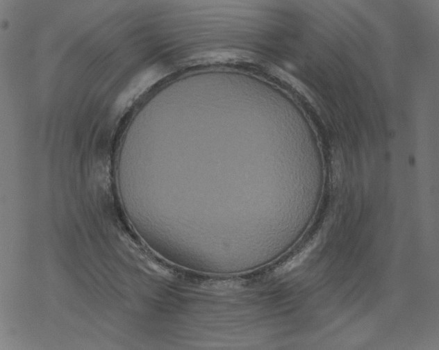 X0000077350778200611031820