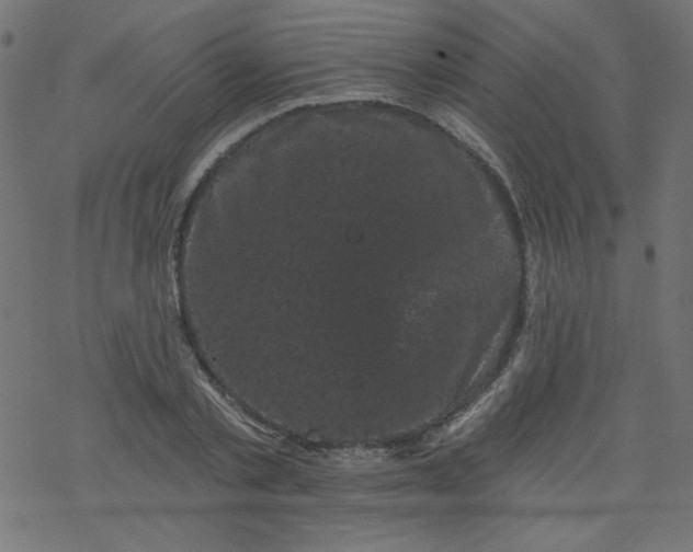 X0000077350789200611031820