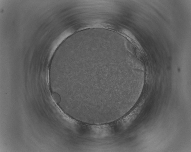 X0000077350804200611031820