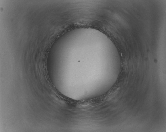 X0000077350817200611031819