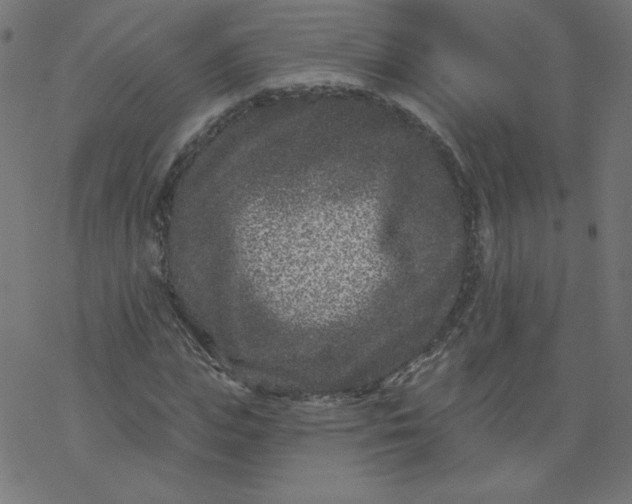 X0000077350823200611031819