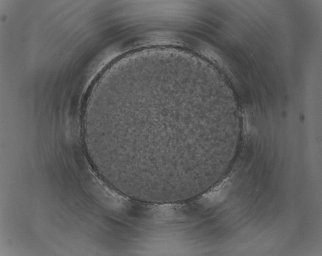 X0000077350828200611031819