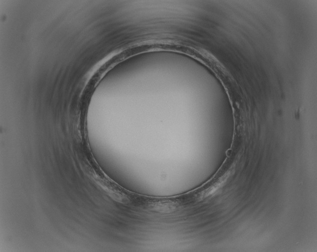 X0000077350830200611031819