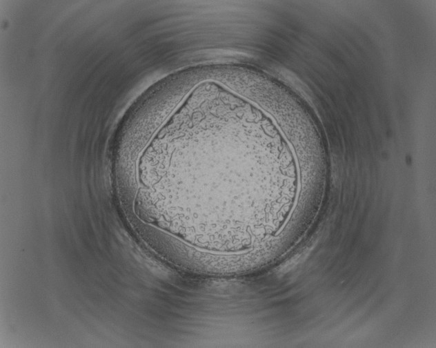 X0000077350835200611031819