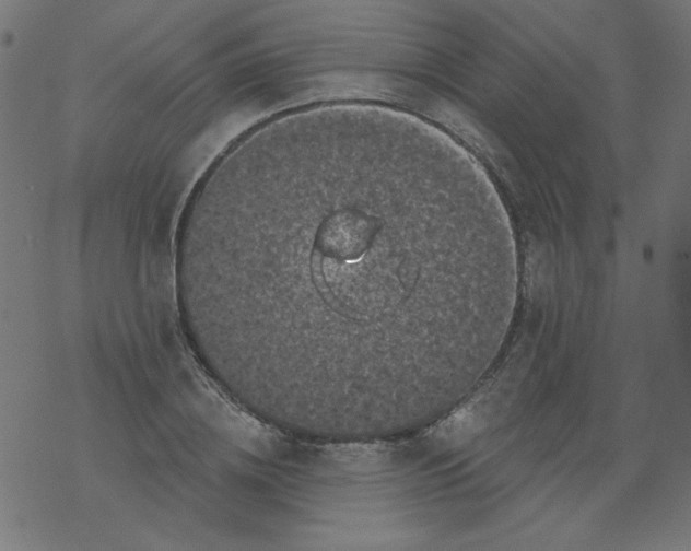 X0000077350836200611031819