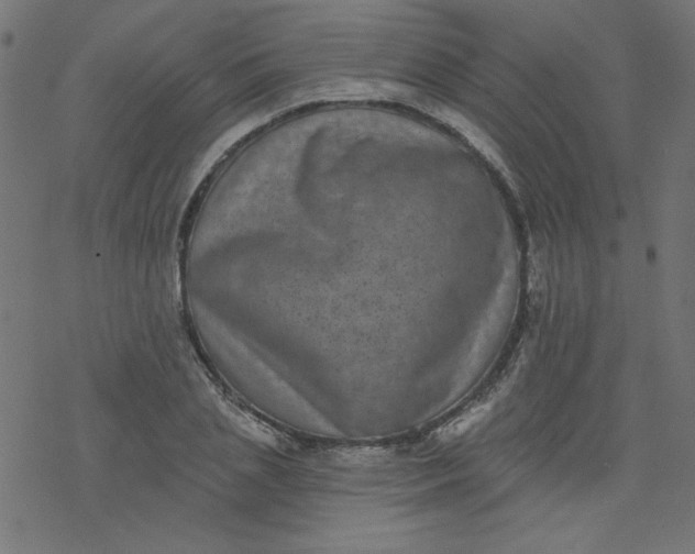 X0000077350837200611031819