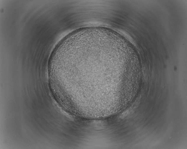 X0000077350839200611031819