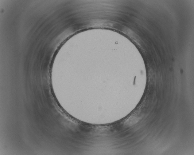 X0000077350848200611031819