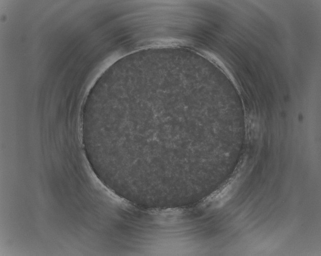 X0000077350851200611031819