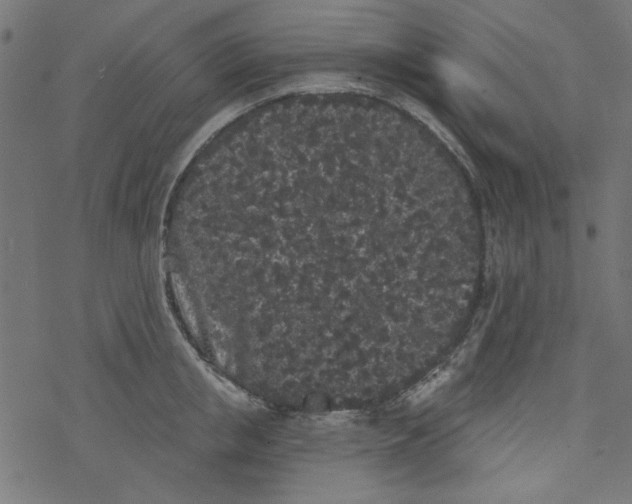 X0000077350853200611031819