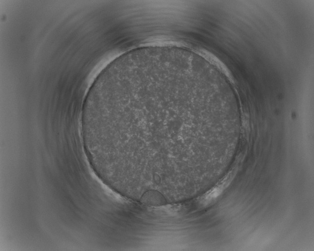 X0000077350855200611031819