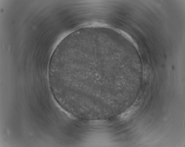 X0000077350863200611031819