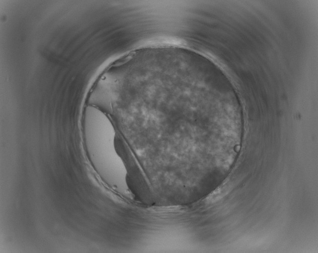 X0000077350864200611031819