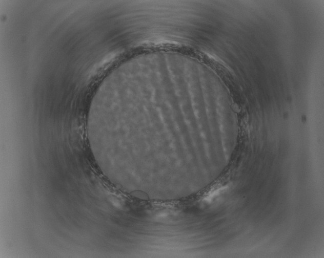 X0000077350870200611031819