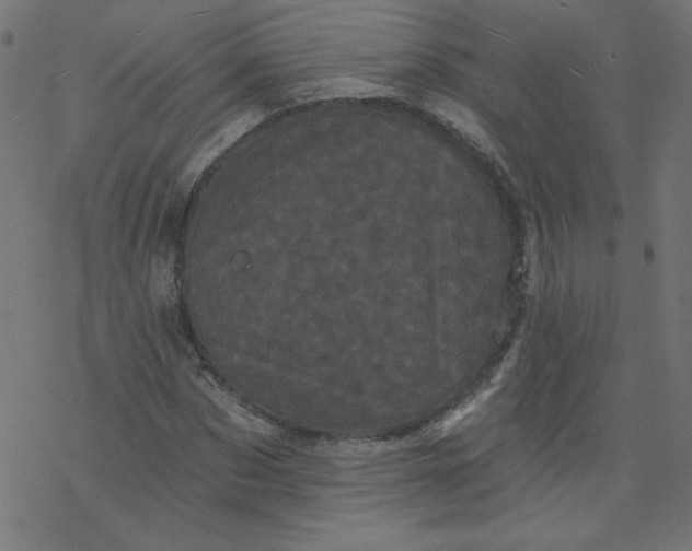 X0000077350873200611031818