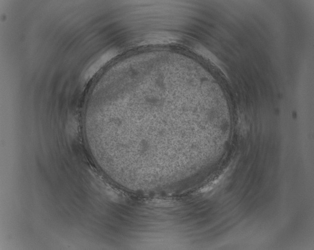 X0000077350874200611031818