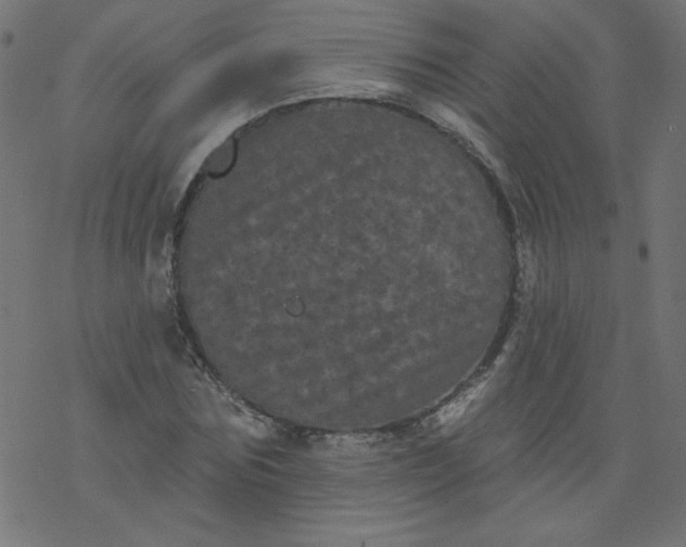 X0000077350875200611031818