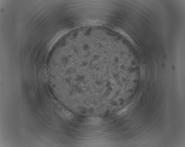 X0000077350878200611031818