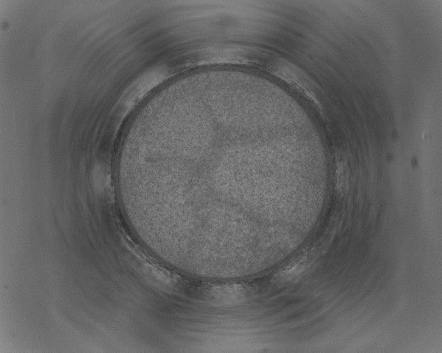 X0000077350882200611031818