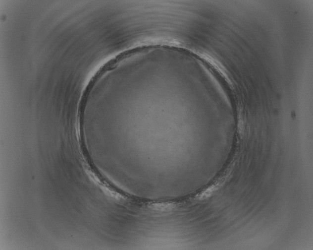 X0000077350888200611031818