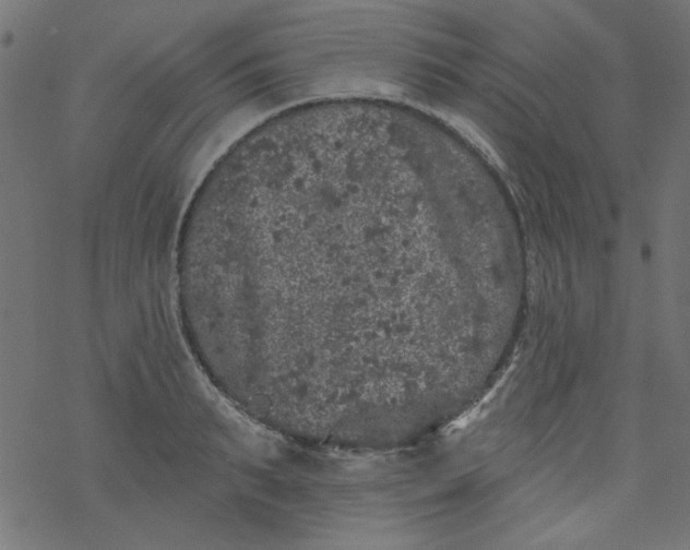 X0000077350895200611031818