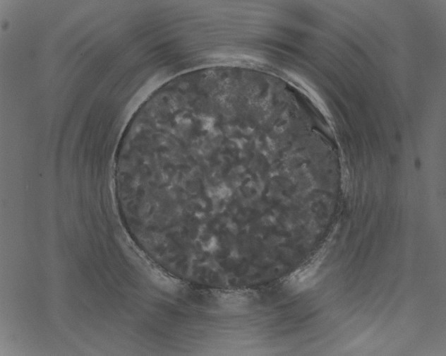 X0000077350899200611031818