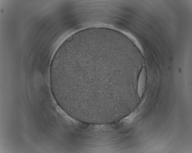 X0000077350903200611031818