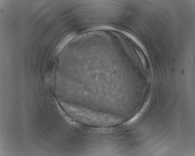 X0000077350905200611031818