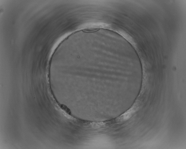 X0000077350912200611031818