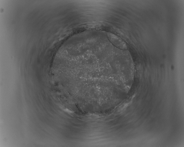 X0000077350913200611031817