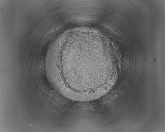 X0000077350917200611031817