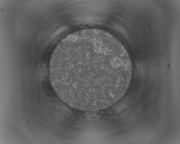 X0000077350918200611031817