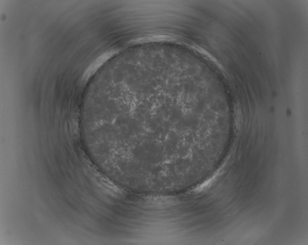 X0000077350921200611031817