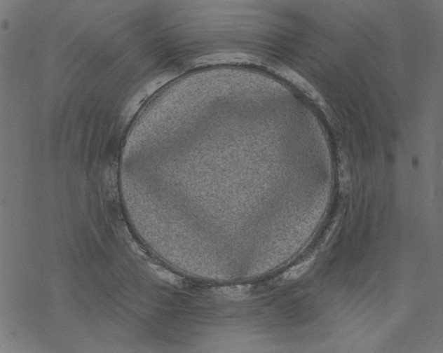 X0000077350937200611031817